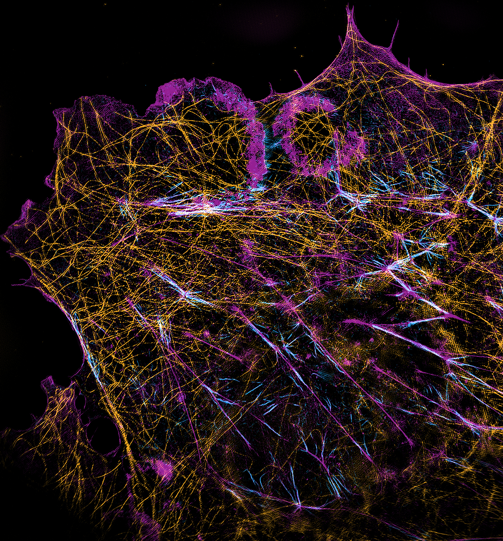 Image description: COS7 SEPT7 a-Tubulin F-actin
